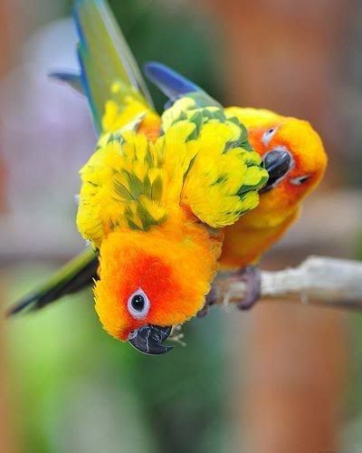 Hambantota Bird Park Sri Lanka wildlife