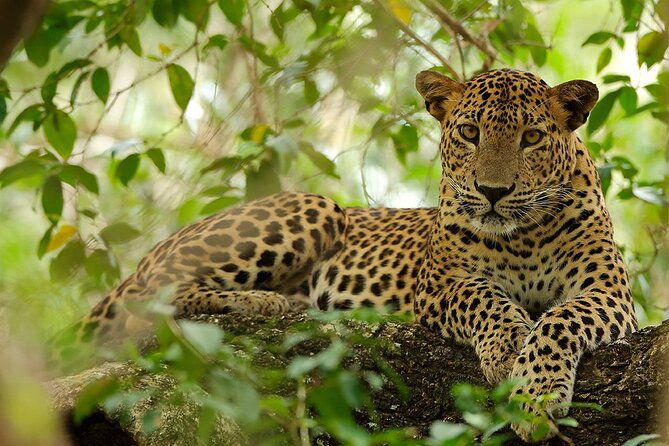Wilpattu National Park safari leopard Sri Lanka